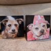 yorkie and pitbull dog portrait