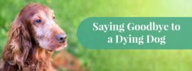 How to Tell Dog Is Dying