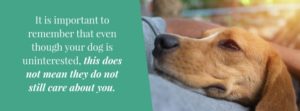 Is My Dog Dying?: Learn the Signs | How to Comfort & Say Goodbye to