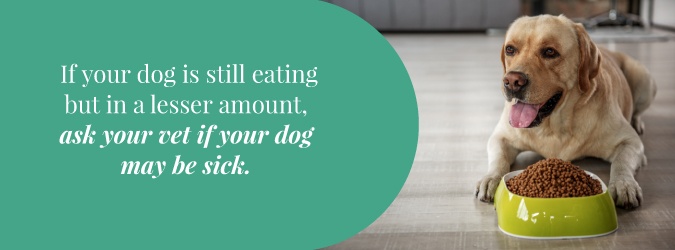 Dog Eating Less