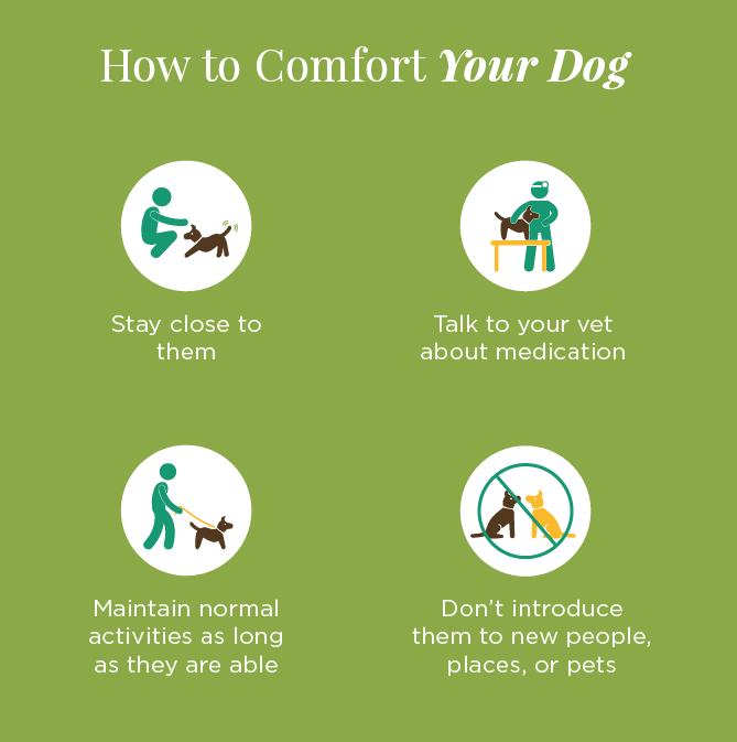 Is My Dog Dying? Learn the Signs How to Comfort & Say Goodbye to