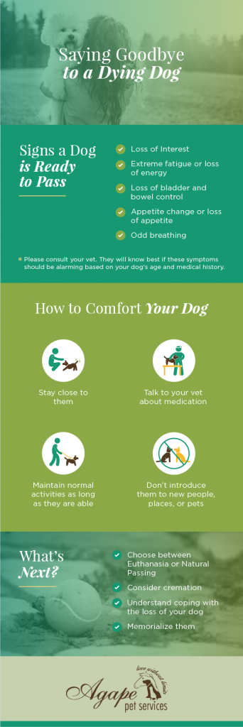 Is My Dog Dying?: Learn the Signs | How to Comfort & Say Goodbye to ...