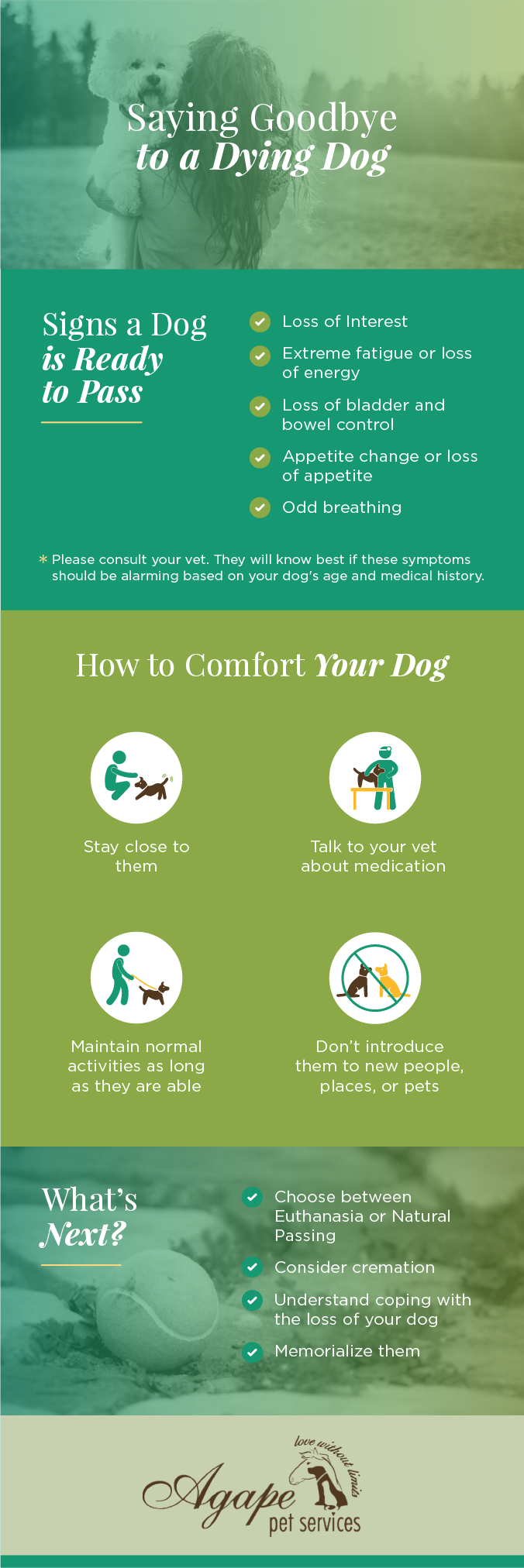 Is My Dog Dying Learn The Signs How To Comfort Say Goodbye To Your Dog