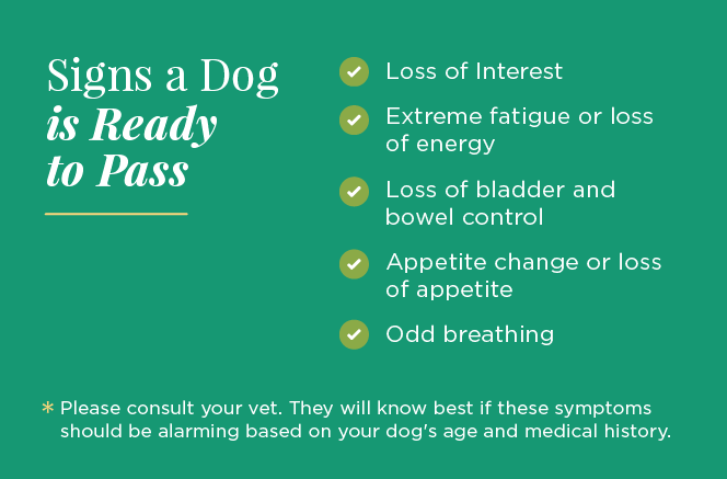 Is My Dog Dying Learn The Signs How To Comfort Say Goodbye To   Signs A Dog Is Ready To Pass 