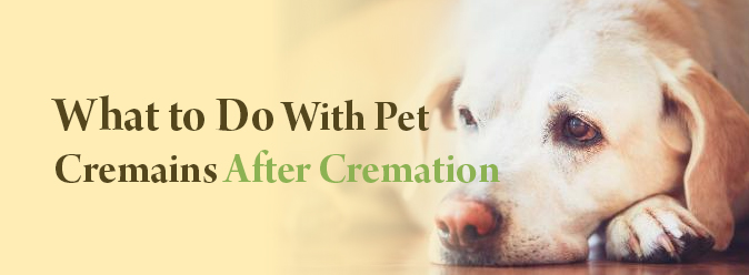 cremation places for dogs