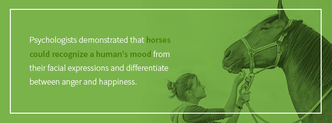 horses can read human emotions