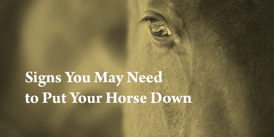 Signs that Your Horse is Dying