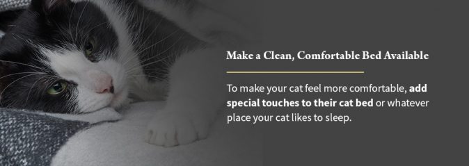 Make a Clean, Comfortable Bed Available (for your cat)
