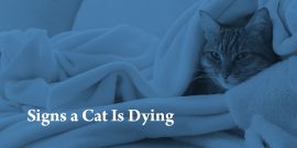 Cat snuggled in blanket with words "Signs a Cat Is Dying."