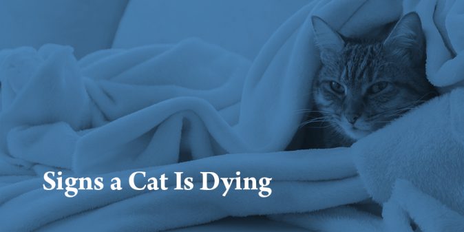 Is My Cat Dying Learn The Signs How To Comfort Say Goodbye